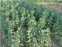 24420207-Picture 004.jpg